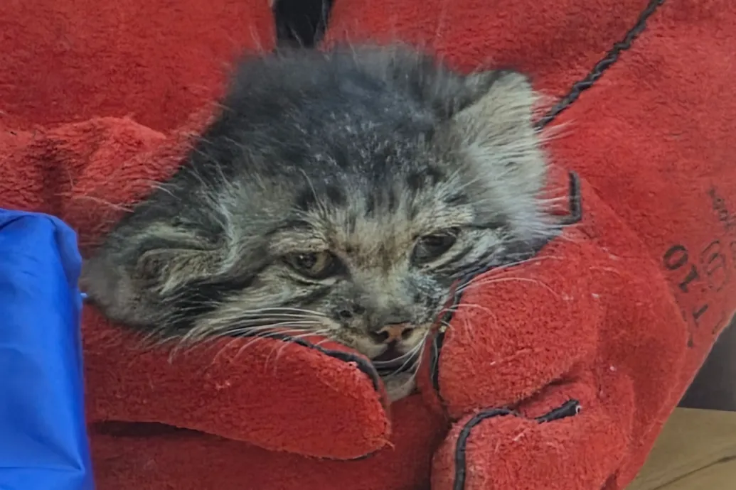 Állatkerti kölykök első vizsgálata: manul és vadkutyák egészségügyi ellenőrzése