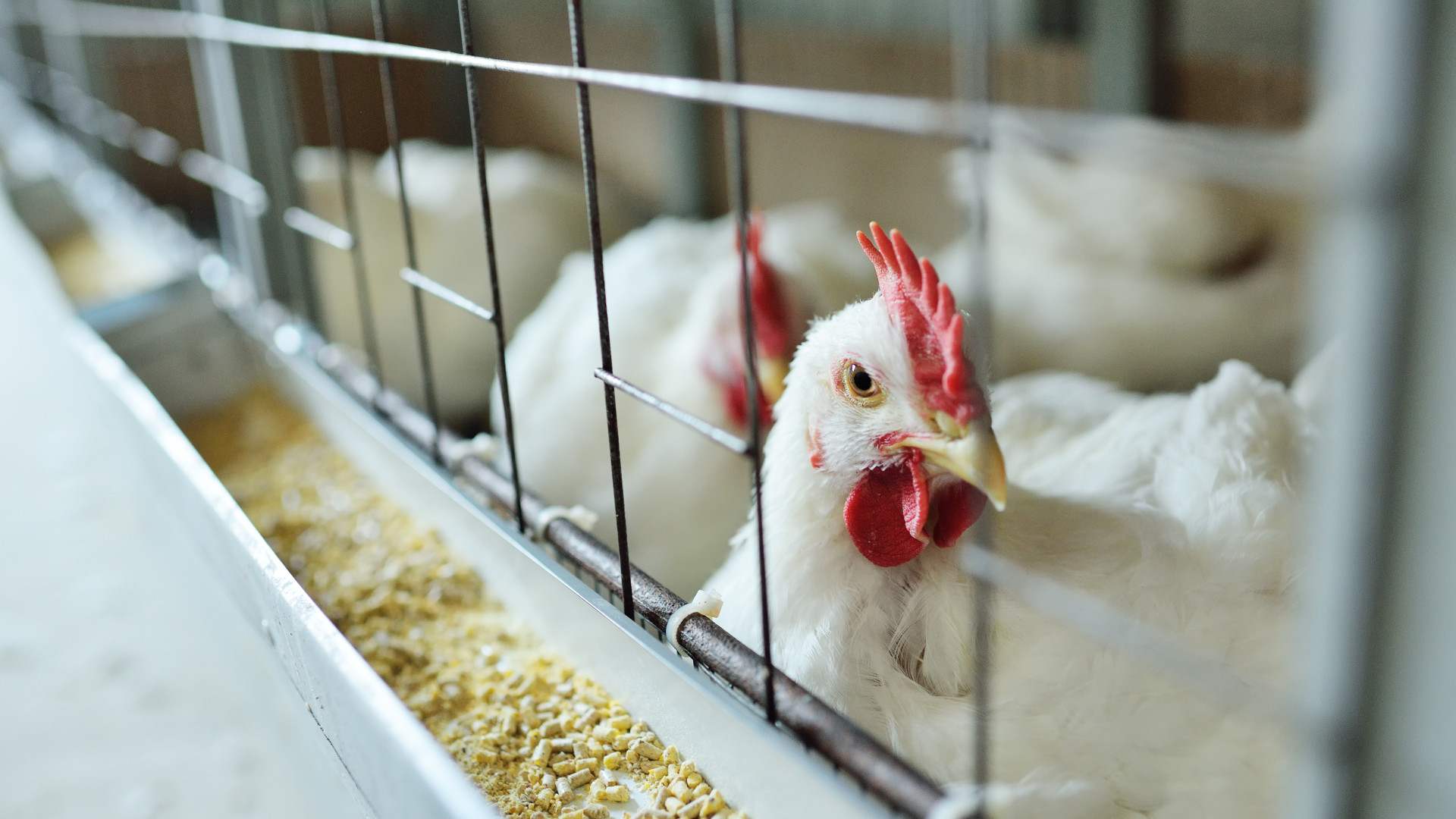 H5N1 madárinfluenza Ausztráliában: Fokozott ellenőrzés a partokon