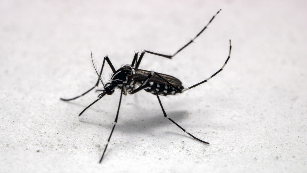 Új radaros technológia tárja fel a szúnyogok és más kártevők titkait